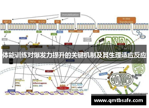 体能训练对爆发力提升的关键机制及其生理适应反应